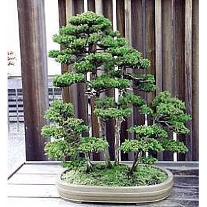 Amazon.com : Seeds and Things Giant Sequoia sempervirens ...