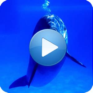 Dolphins - Sound to relax - Android Apps on Google Play