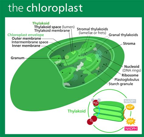 File:Chloroplast II.svg - Wikimedia Commons