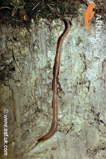 Do earthworms threaten soils and plants? - Quora