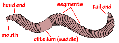 simple diagram of earthworm (citellum=saddle) worms galore ...