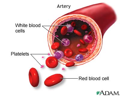 Human Blood Components | BIOLOGICAL SCIENCES