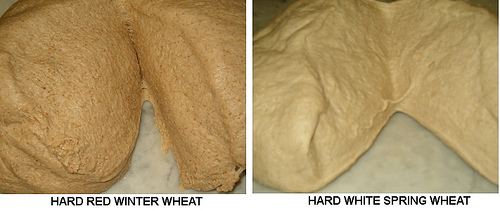 Wheat: Red vs. White, Spring vs. Winter | Dakota Pride ...