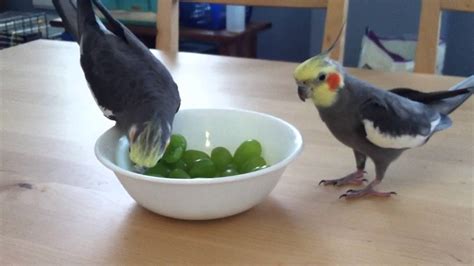 Cockatiels eating grapes - YouTube