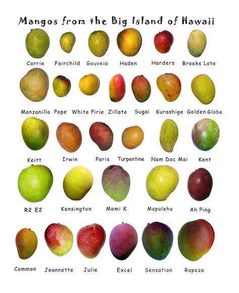 Mangoes of Hawaii