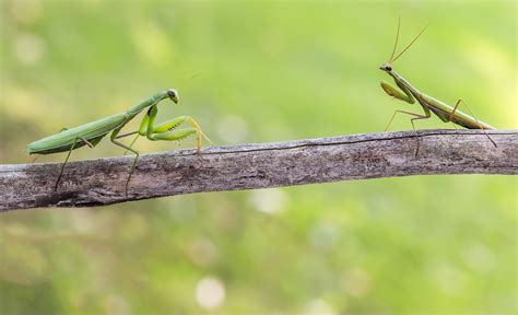 Life Cycle of a Praying Mantis And Other Intriguing Facts
