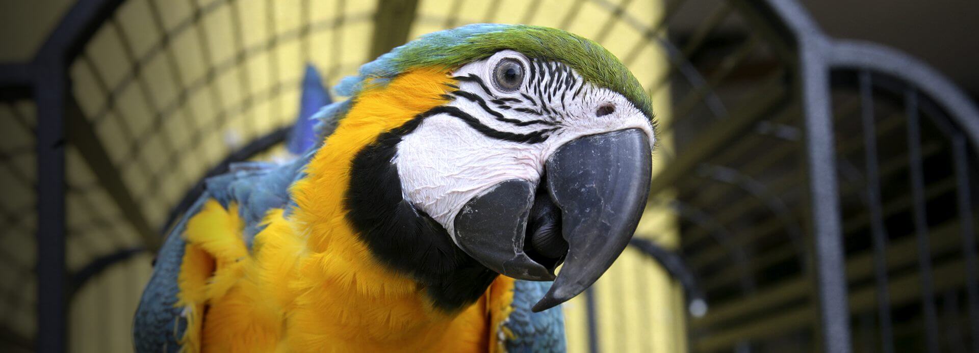 Amazon.com: Birds: Pet Supplies: Cages & Accessories, Toys ...