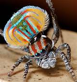 Peacock ​Spider​