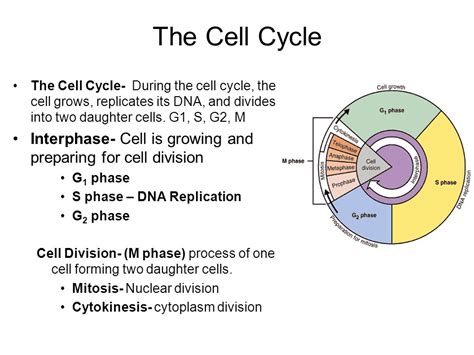 1. What are the reasons cells undergo mitosis? - ppt download