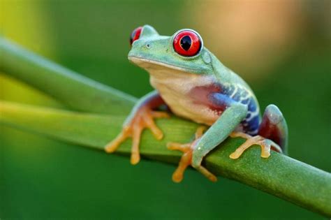 Camilo, the red-eyed tree frog