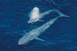 Blue Whale​