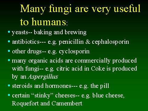 Many fungi are very useful to humans: