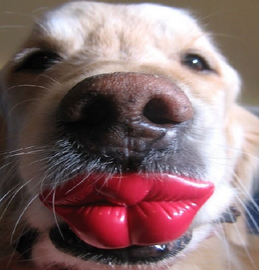 Top 10 Bigs Lips Kissable Dogs