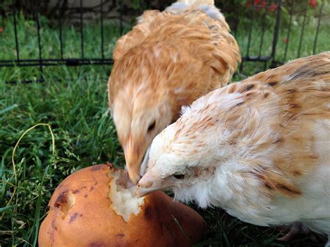 Can Chickens Eat Pears - Furry Tips