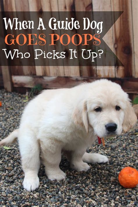Who Picks Up Guide Dog Poop? - Puppy In Training