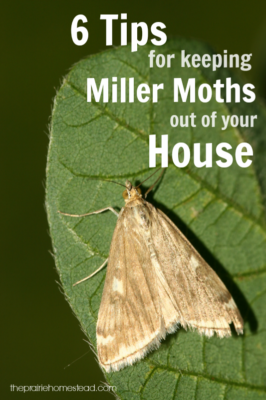 6 Ways to Keep Miller Moths Out of Your House • The ...