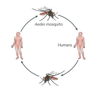 Dengue — Vikaspedia