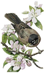 Amazon.com: Michigan State Bird and Flower American Robin ...