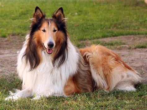 Collie | The Life of Animals