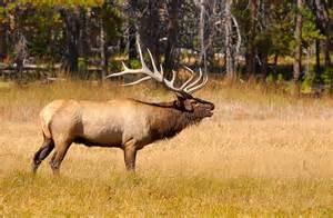 Charger: a Bull Elk in Yellowstone National Park