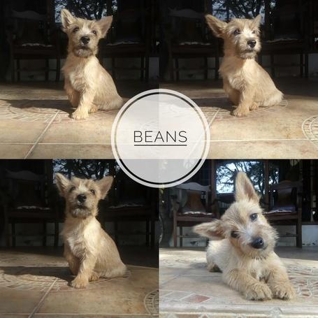 Rare Norwich Terrier puppies - Dogs - Cats Classifieds in ...