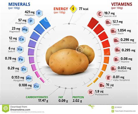 Vitamins And Minerals Of Potato Tuber Stock Vector ...