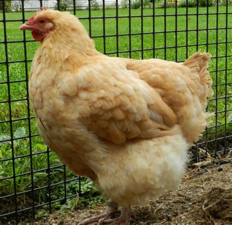 How Long Do Chickens Live? | HenCam