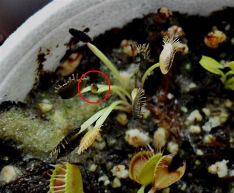 Help, all my traps are turning black : Venus Fly Trap Care ...